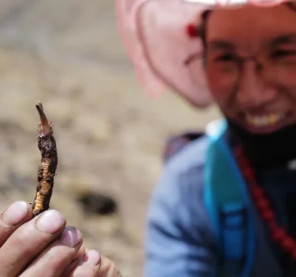Spesies Jamur Baru di Dataran Tinggi Qinghai-Tibet