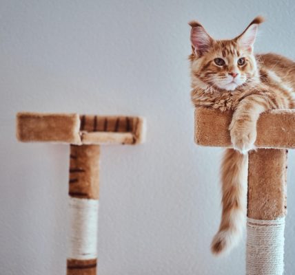 Cat tree