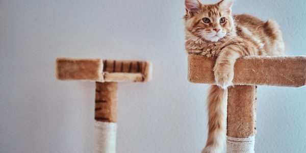 Cat tree