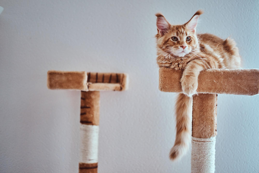 Cat tree