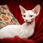 Kucing sphynx