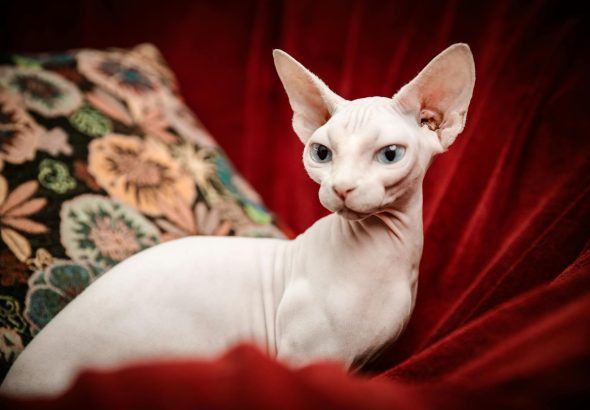 Kucing sphynx