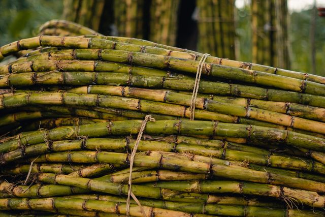 bisnis kebun tebu
