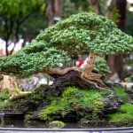 jenis bonsai