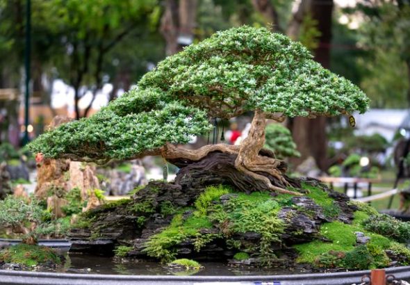 jenis bonsai