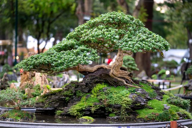 jenis bonsai